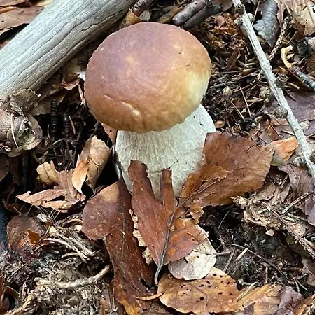 Franca Casa Immersa Nel Verde