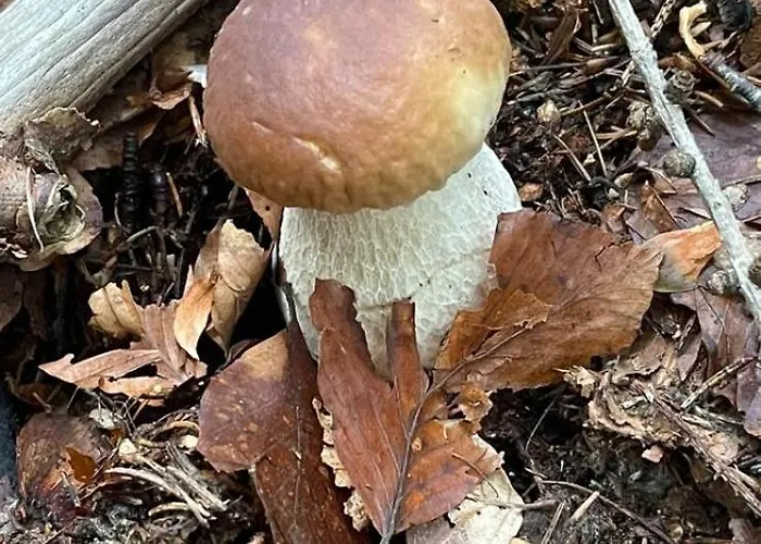 Franca Casa Immersa Nel Verde